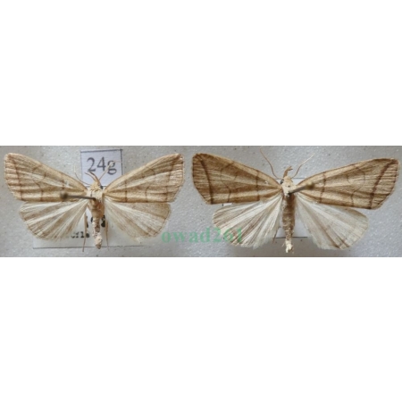 Herminia grisealis (Denis & Schiffermüller, 1775) pair Szczękalica gajówka Czech24g